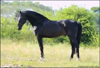 Фото Українська верхова