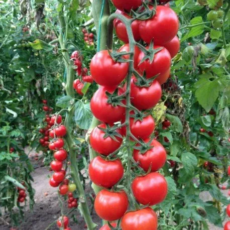 Сакура F1 / Sakura F1