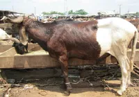 Фото Уда (Uda)