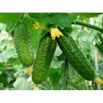 Богатирська сила F1