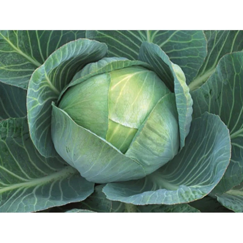 Арривіст F1 / Arrivist F1