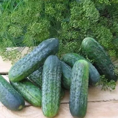 Пучині РЦ F1 / Puccini RZ F1