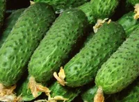 Фото Пасалімо F1 / Pasalimo F1