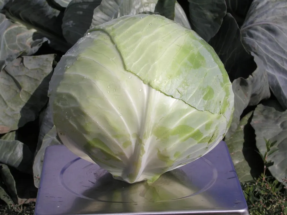 Аммон F1 / Ammon F1