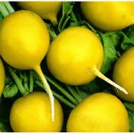 Фото Редис Злата