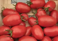 Фото Торквей F1