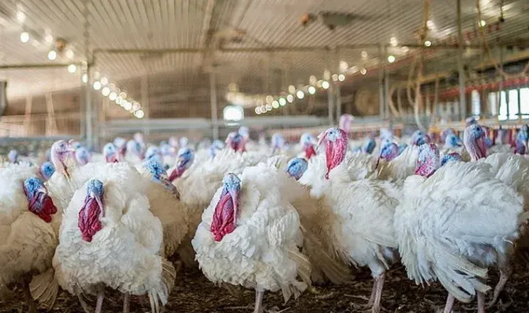 Харківський