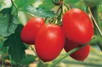 Фото Паленка F1