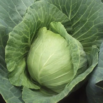 Гермес F1 / Hermes F1