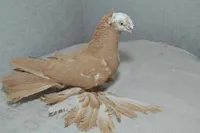 Фото Узбекський льотно-ігровий