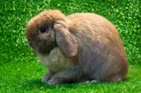 Фото Нідерландський (Голандський) Баран