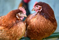 Фото ІСА браун (ISA Brown)