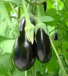 Фото Скорпіо F1 / Scorpio F1