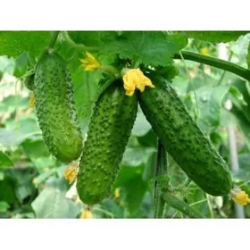 Сорти огірків Богатирська сила F1
