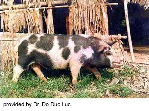 Ба Сюєн (Ba Xuyen)