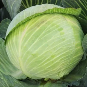 Сорти капусти Гігант / Gigant