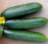 Фото Аль-Біруні F1