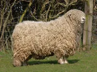 Фото Лестер-Лонгвул (Leicester Longwool)