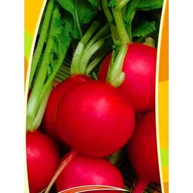 Сорти коренеплідних Пріма / Prima