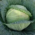 Фото Мідор F1 / Midor F1