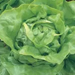 Фото Аланіс / Alanis