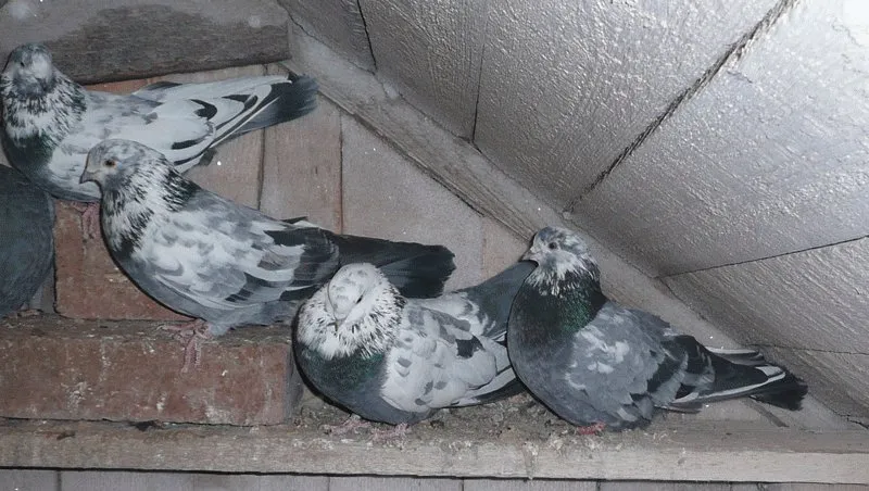 Свердловський високольотний