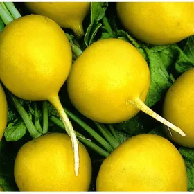 Сорти коренеплідних Редис Злата