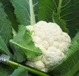 Фото Майбах F1