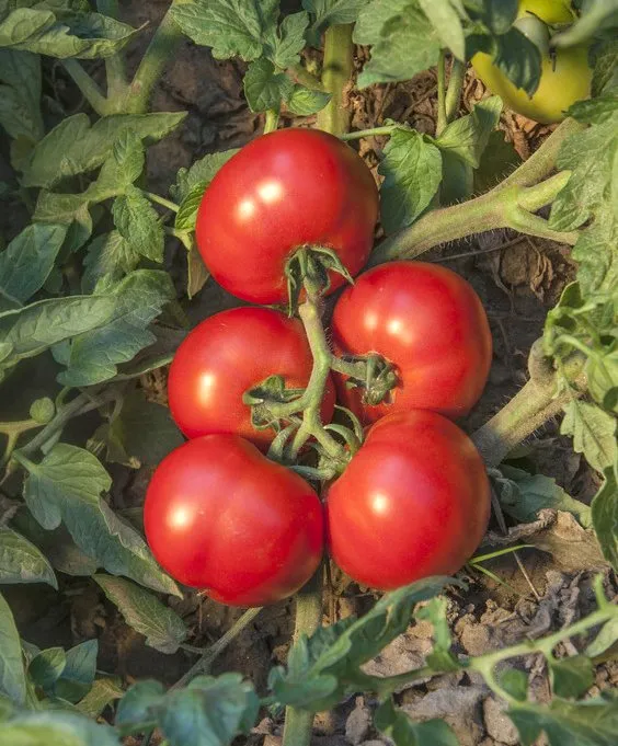 Джокер F1 / Joker F1