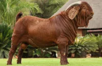 Фото Калахарська червона коза