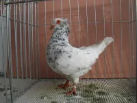 Фото Соттобанка