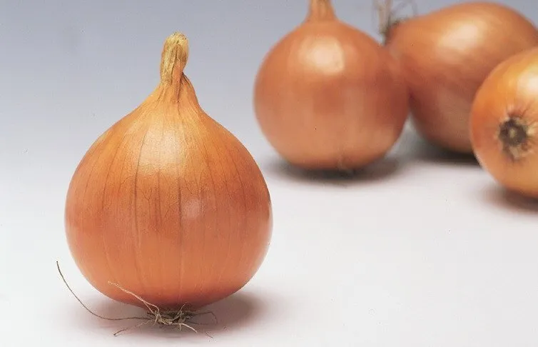 Мундо F1 / Mundo F1