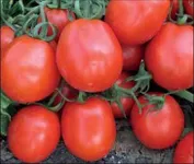 Фото Фантер F1 (CRX 71056)