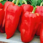 Фото Велетень