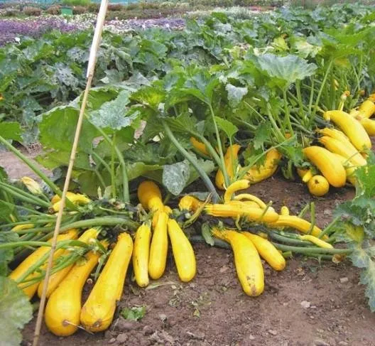 Голдлайн F1 / Goldline F1