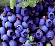 Фото Дорого купуємо лохину