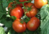 Фото Кадриль F1