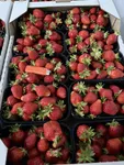 Фото 🍓 Полуниця садова Мурано та Клері від виробника! 🍓