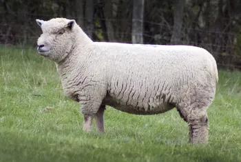 Породи овець Соусдовн (Southdown Sheep)