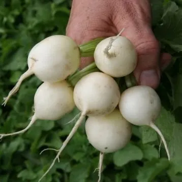 Бланка / Blanka