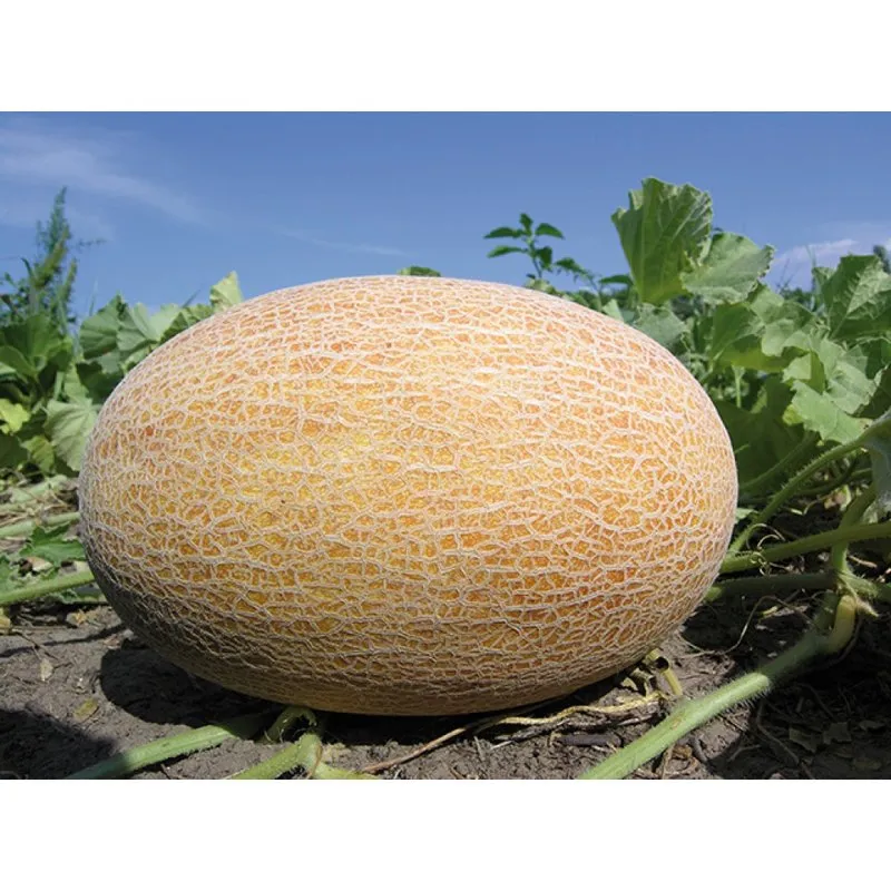 Бізан F1 / Bisan F1