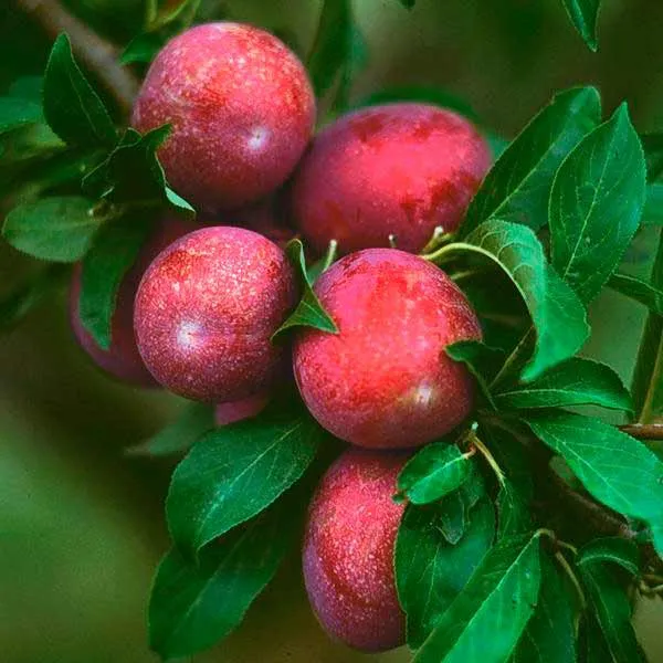 Нальчинська врожайна