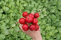 Фото Прімара F1 / Primara F1