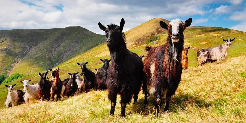 Карпатська коза