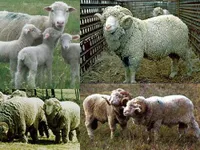 Фото Бурола Меріно (Booroola Merino)