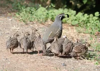 Фото Каліфорнійська