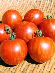 Сорти помідорів Художник