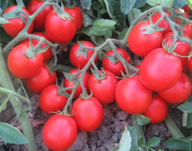 Албароссо F1 / Albarosso F1