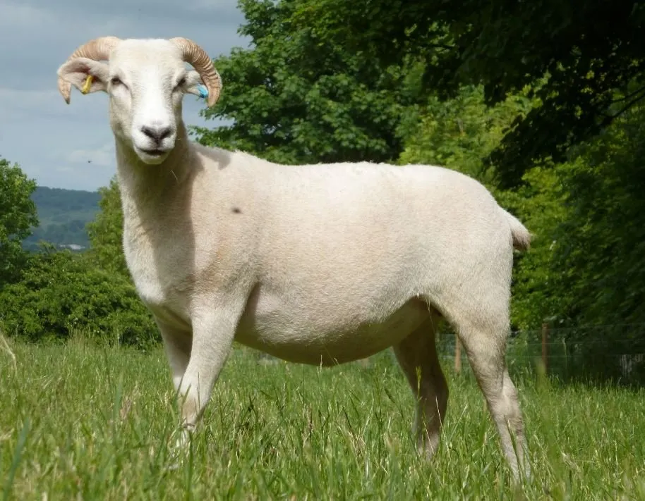 Вільтширська (Wiltshire Horn)