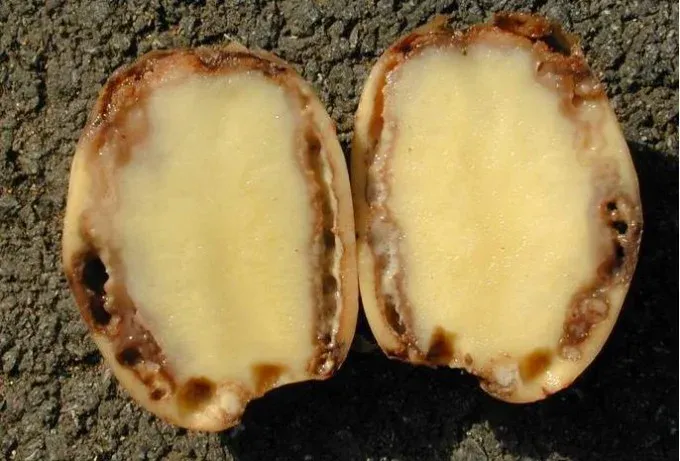 Кільцева бактеріальна гниль у картоплі